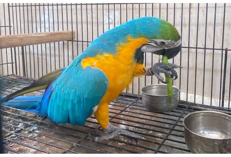 macaw parrot for sale 3