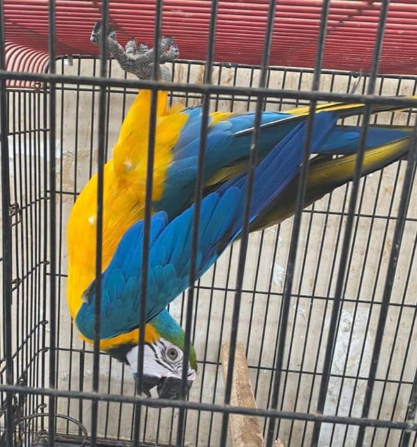 macaw parrot for sale 4