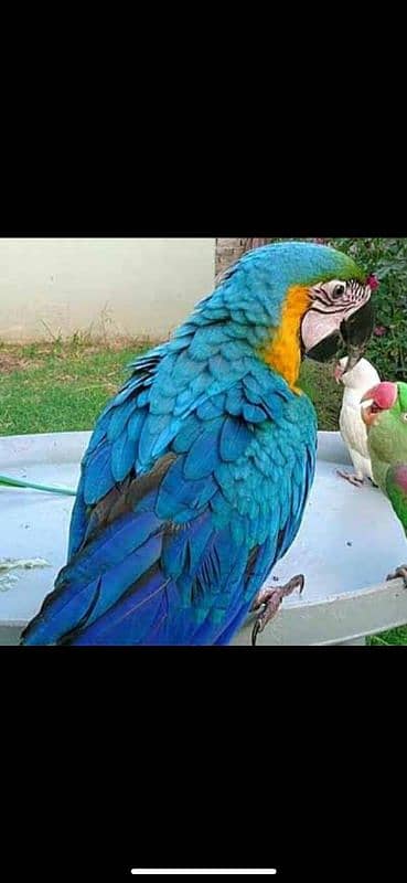 macaw parrot for sale 5