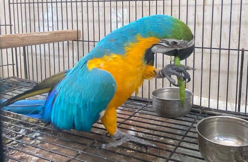 macaw parrot for sale 6