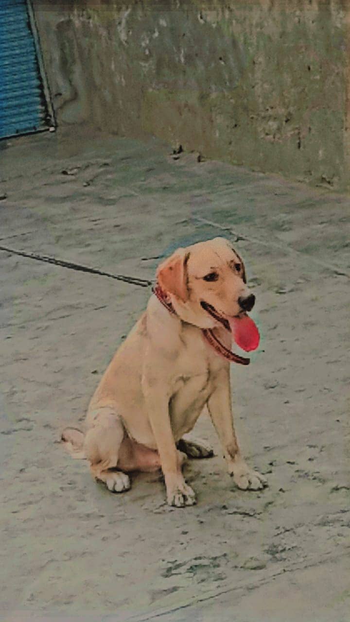 British Labrador 0