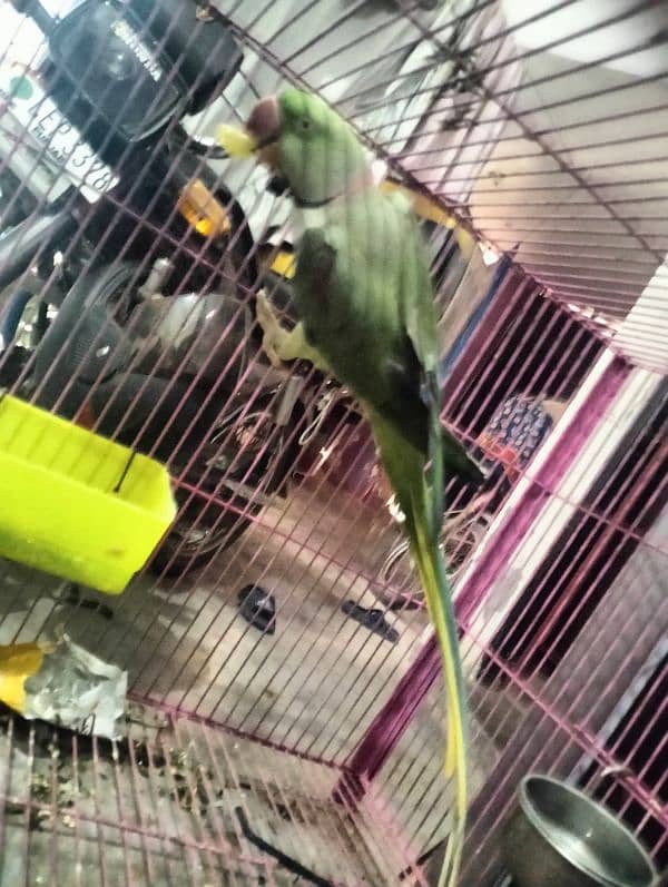 raw parrot very good  male female 03004402813 0