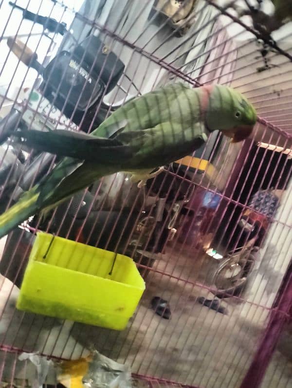 raw parrot very good  male female 03004402813 1