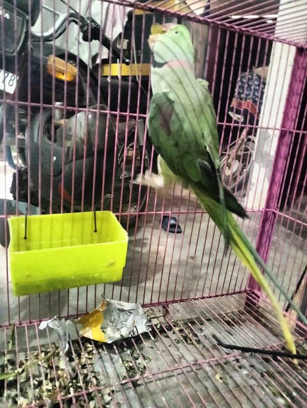 raw parrot very good  male female 03004402813 2