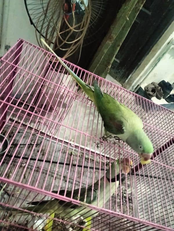 raw parrot very good  male female 03004402813 3