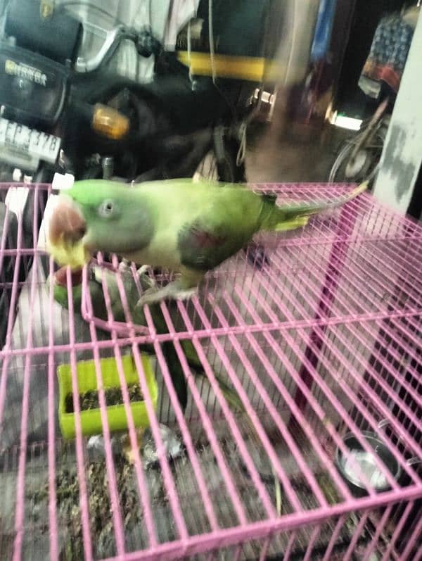 raw parrot very good  male female 03004402813 4