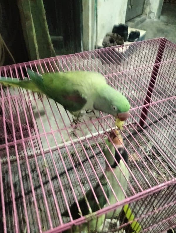 raw parrot very good  male female 03004402813 5