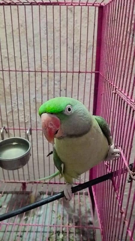 raw parrot very good  male female 03004402813 6