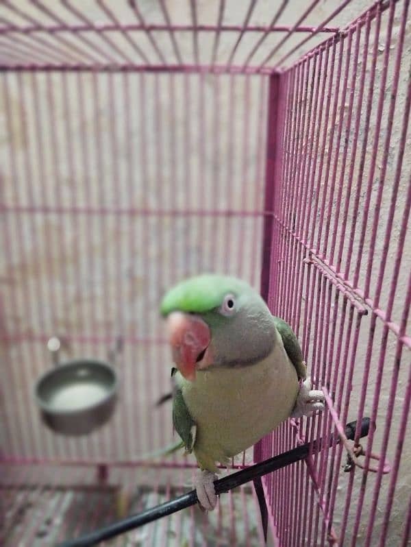 raw parrot very good  male female 03004402813 7