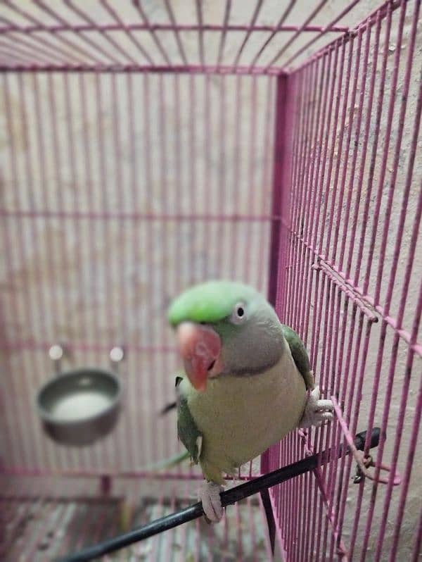 raw parrot very good  male female 03004402813 8