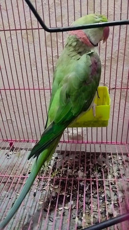 raw parrot very good  male female 03004402813 9