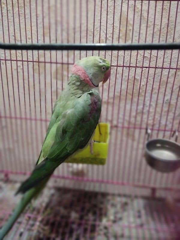 raw parrot very good  male female 03004402813 10