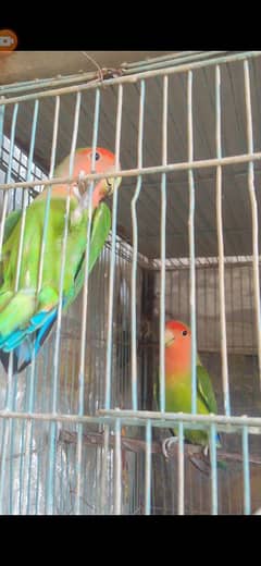 Green love bird Rosy Kohli