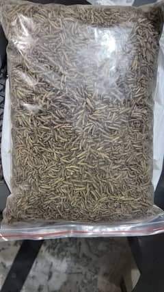 crispy Quality Dried larvae avialable