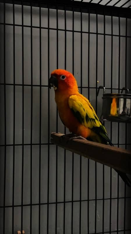 sun conure red factor 0