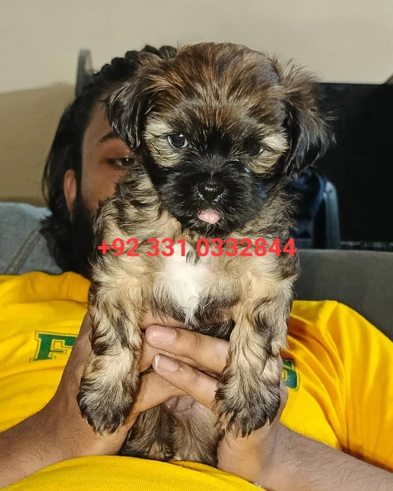 Shih Tzu Female Puppies – Adorable & Ready for Their New Homes! 0