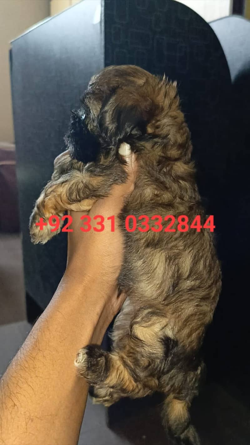 Shih Tzu Female Puppies – Adorable & Ready for Their New Homes! 1