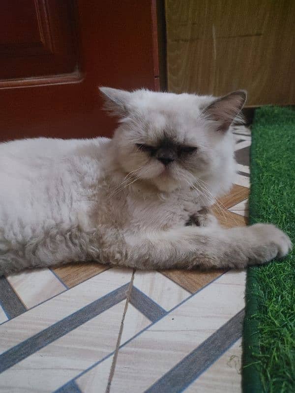 sweet persian cat 0