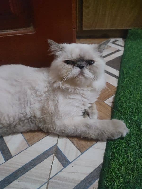 sweet persian cat 1