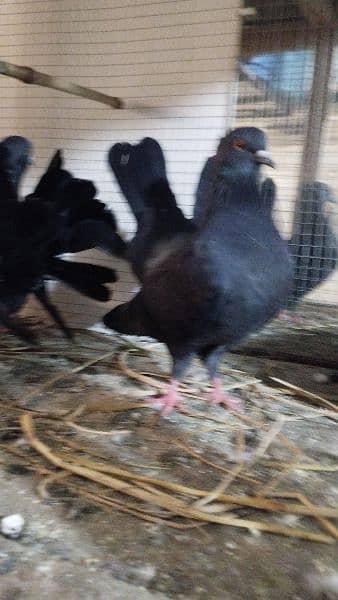 pure black lakka pigeon 0