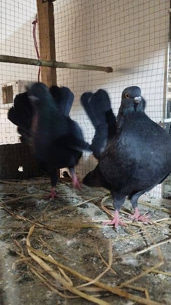 pure black lakka pigeon 1