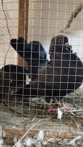 pure black lakka pigeon 2