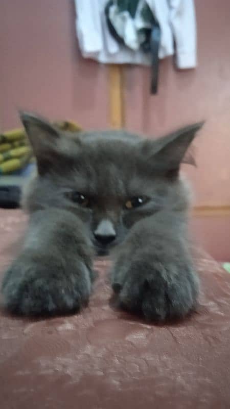 pure 3 coated parsian cat gray color 2