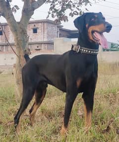 Doberman Male looking for new Home