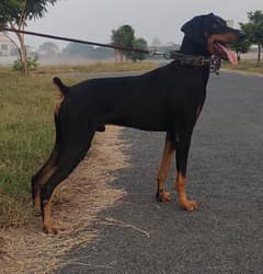 Dober Man Male Looking For New Home