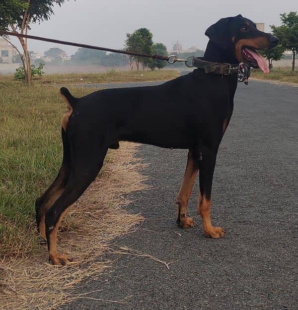 Dober Man Male Looking For New Home 0