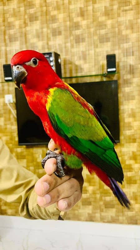 chattering lorikeet for sale (lory) 1