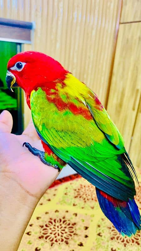 chattering lorikeet for sale (lory) 3