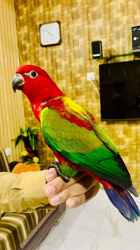 chattering lorikeet for sale (lory) 4