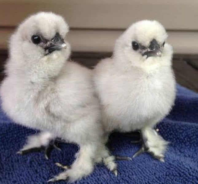 white Silkie chicks 0