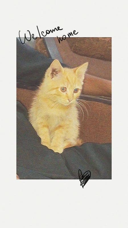 Persian Cat Baby Double coat brown colour brown eyes Aone Active 1