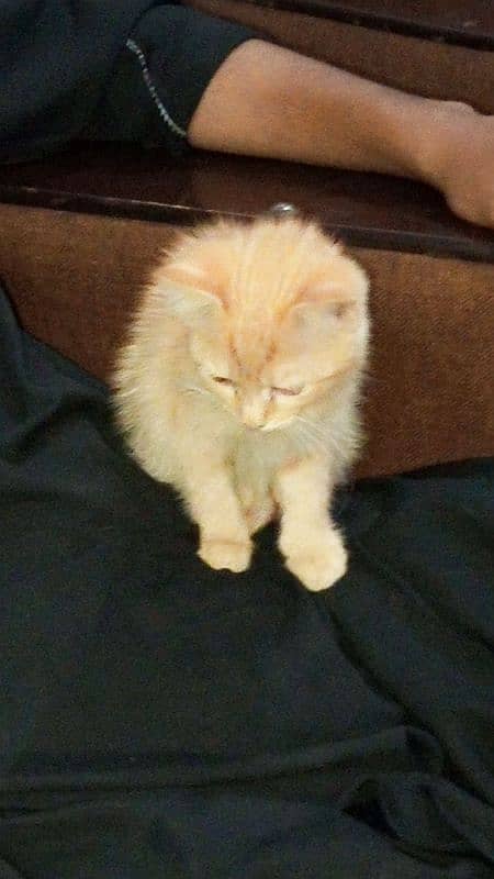 Persian Cat Baby Double coat brown colour brown eyes Aone Active 3