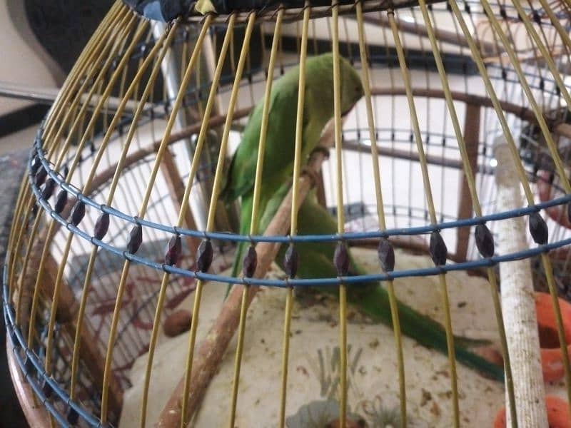 Lady Gouldian, Zebra Finches Ring. Neck 7