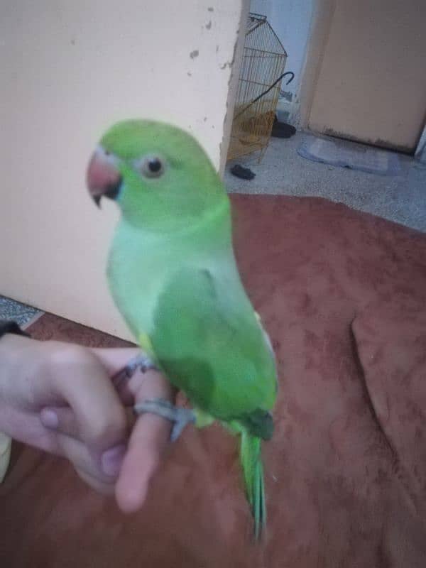 ringsneck female parrot 0