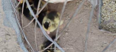 One-Day-Old Khaki Campbell Ducklings for Sale in Islamabad