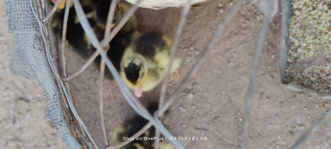 One-Day-Old Khaki Campbell Ducklings for Sale in Islamabad 0