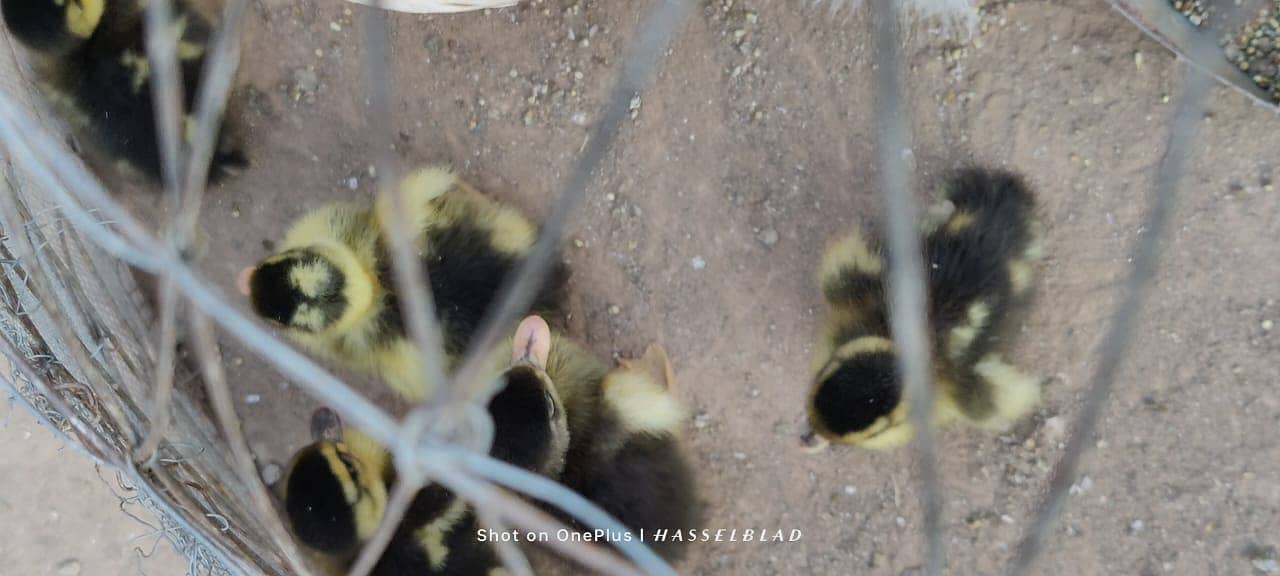 One-Day-Old Khaki Campbell Ducklings for Sale in Islamabad 1