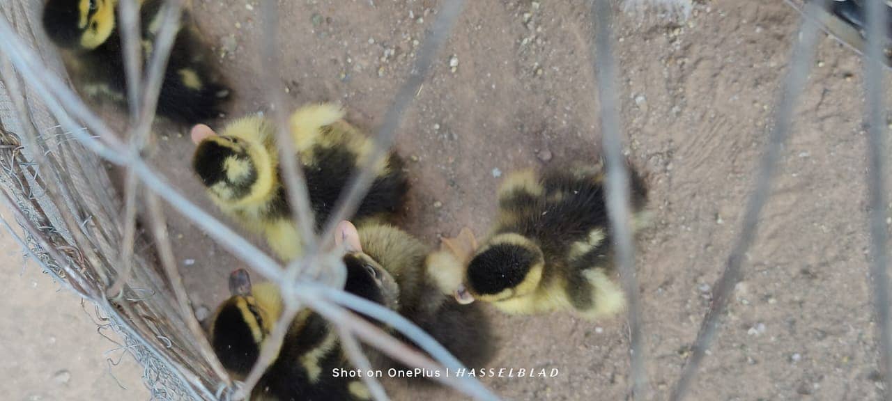 One-Day-Old Khaki Campbell Ducklings for Sale in Islamabad 2