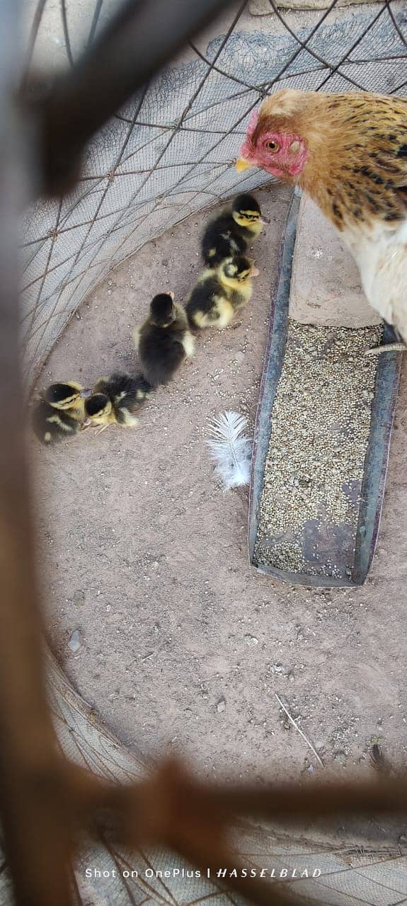 One-Day-Old Khaki Campbell Ducklings for Sale in Islamabad 3