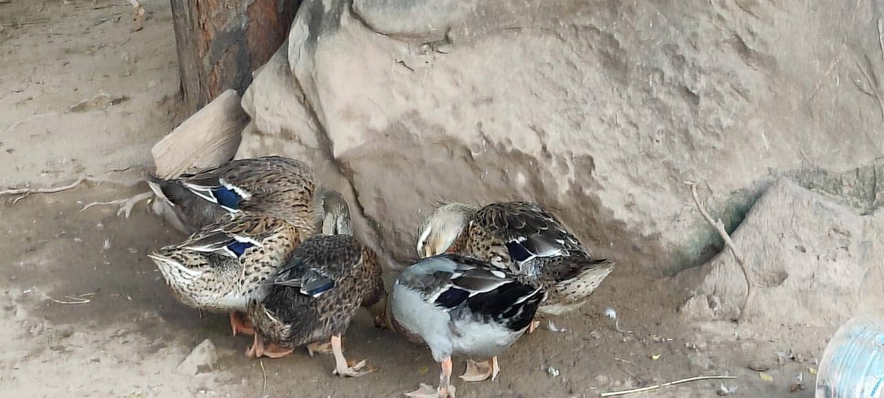 One-Day-Old Khaki Campbell Ducklings for Sale in Islamabad 4