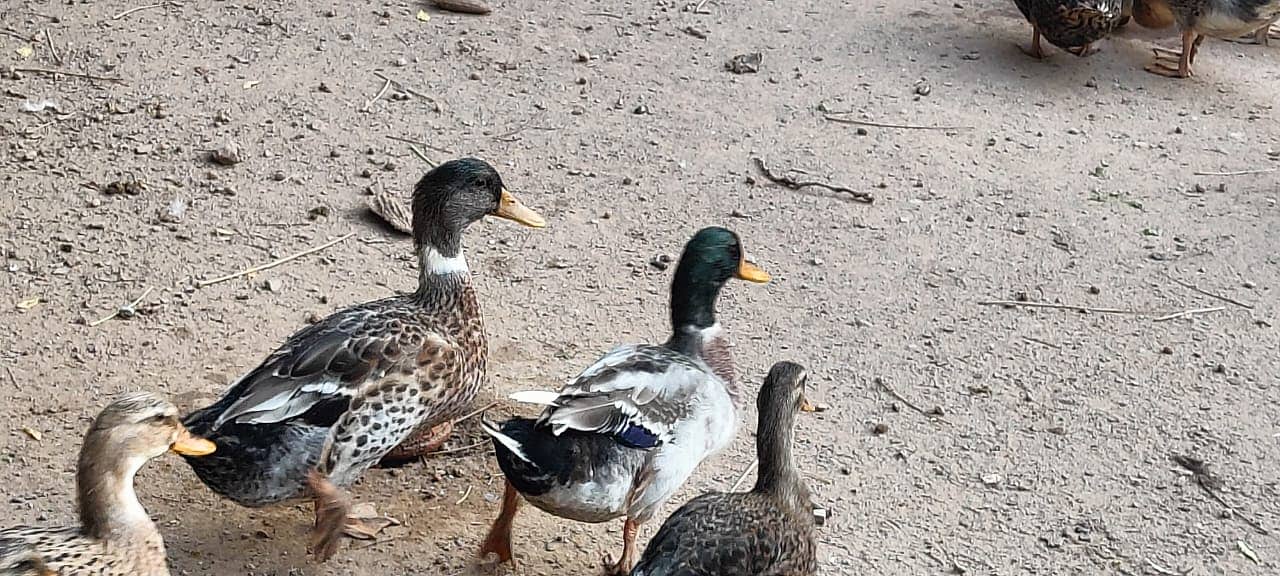 One-Day-Old Khaki Campbell Ducklings for Sale in Islamabad 5