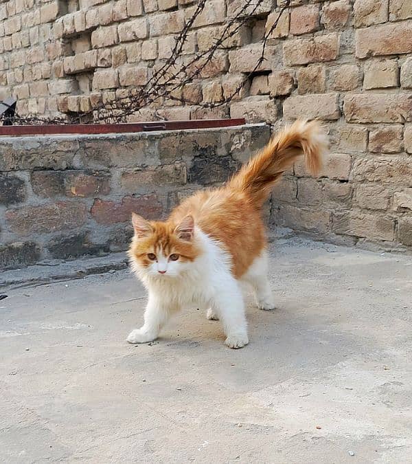 White Golden Persian Male Kitten 0