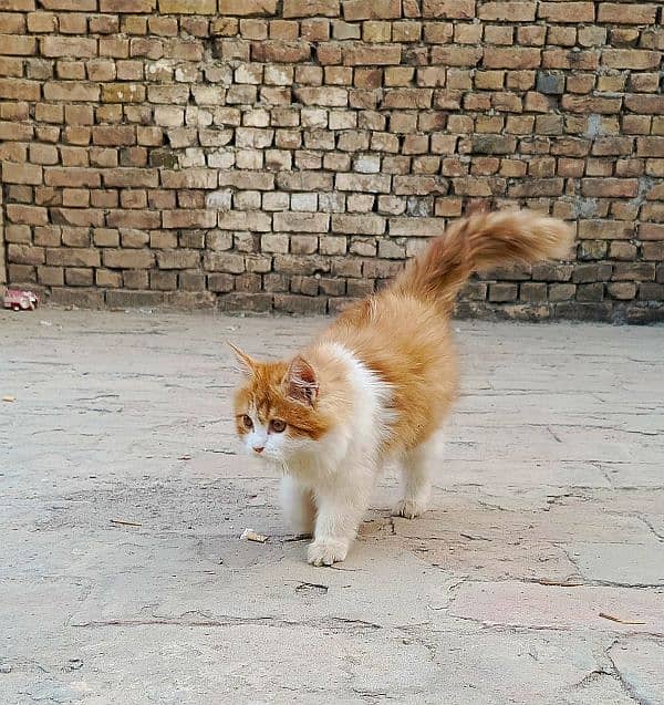 White Golden Persian Male Kitten 1