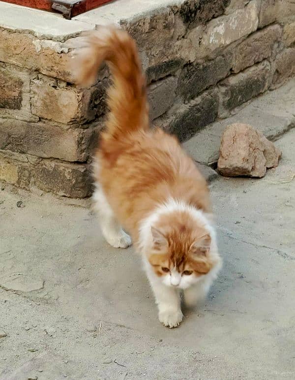 White Golden Persian Male Kitten 2