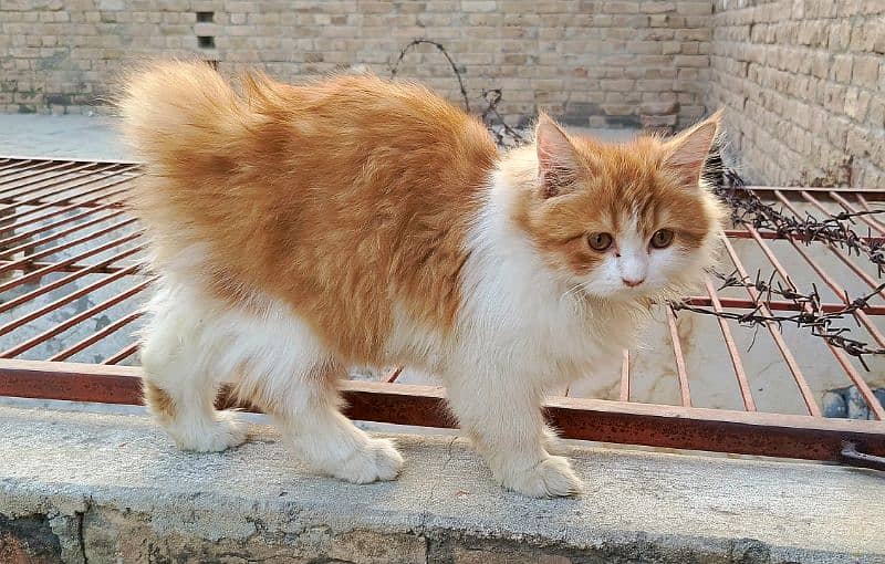 White Golden Persian Male Kitten 3