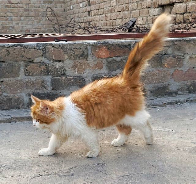 White Golden Persian Male Kitten 4